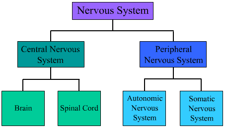 576_Nervous system.png